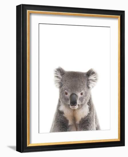 Koala Friend-Marco Simoni-Framed Giclee Print