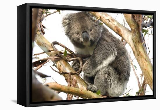 Koala in the Wild, in a Gum Tree at Cape Otway, Great Ocean Road, Victoria, Australia-Tony Waltham-Framed Premier Image Canvas