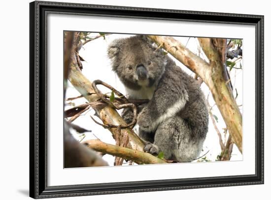 Koala in the Wild, in a Gum Tree at Cape Otway, Great Ocean Road, Victoria, Australia-Tony Waltham-Framed Photographic Print