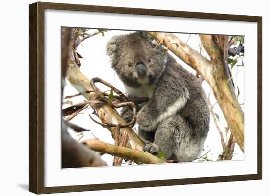 Koala in the Wild, in a Gum Tree at Cape Otway, Great Ocean Road, Victoria, Australia-Tony Waltham-Framed Photographic Print