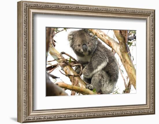 Koala in the Wild, in a Gum Tree at Cape Otway, Great Ocean Road, Victoria, Australia-Tony Waltham-Framed Photographic Print