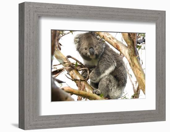 Koala in the Wild, in a Gum Tree at Cape Otway, Great Ocean Road, Victoria, Australia-Tony Waltham-Framed Photographic Print