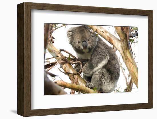 Koala in the Wild, in a Gum Tree at Cape Otway, Great Ocean Road, Victoria, Australia-Tony Waltham-Framed Photographic Print