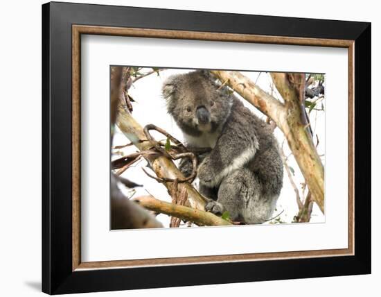 Koala in the Wild, in a Gum Tree at Cape Otway, Great Ocean Road, Victoria, Australia-Tony Waltham-Framed Photographic Print