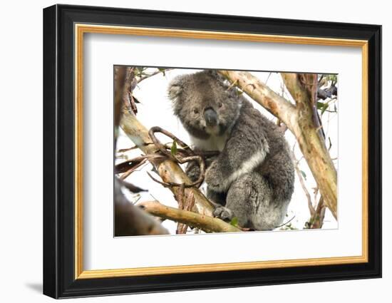 Koala in the Wild, in a Gum Tree at Cape Otway, Great Ocean Road, Victoria, Australia-Tony Waltham-Framed Photographic Print