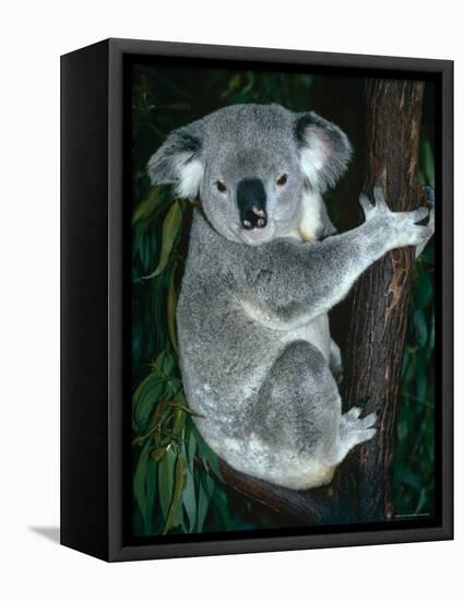 Koala, in Tree, Queensland, Australia-Lynn M. Stone-Framed Premier Image Canvas