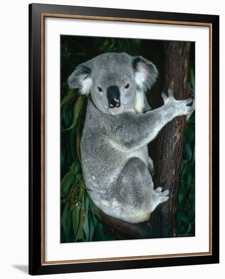 Koala, in Tree, Queensland, Australia-Lynn M. Stone-Framed Photographic Print