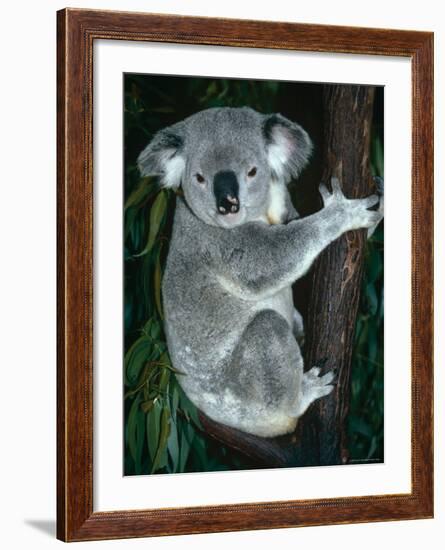 Koala, in Tree, Queensland, Australia-Lynn M. Stone-Framed Photographic Print