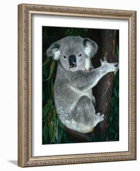 Koala, in Tree, Queensland, Australia-Lynn M. Stone-Framed Photographic Print