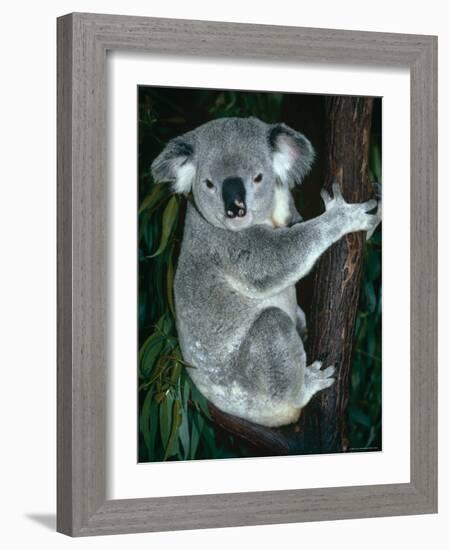 Koala, in Tree, Queensland, Australia-Lynn M. Stone-Framed Photographic Print