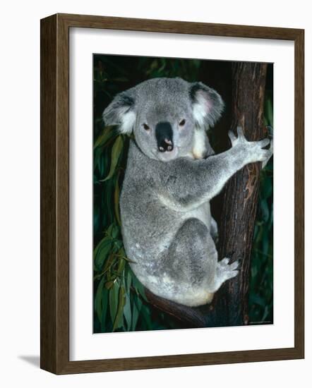 Koala, in Tree, Queensland, Australia-Lynn M. Stone-Framed Photographic Print