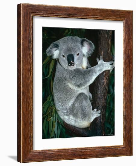 Koala, in Tree, Queensland, Australia-Lynn M. Stone-Framed Photographic Print