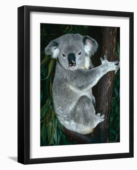 Koala, in Tree, Queensland, Australia-Lynn M. Stone-Framed Photographic Print