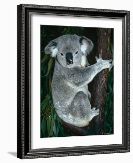 Koala, in Tree, Queensland, Australia-Lynn M. Stone-Framed Photographic Print