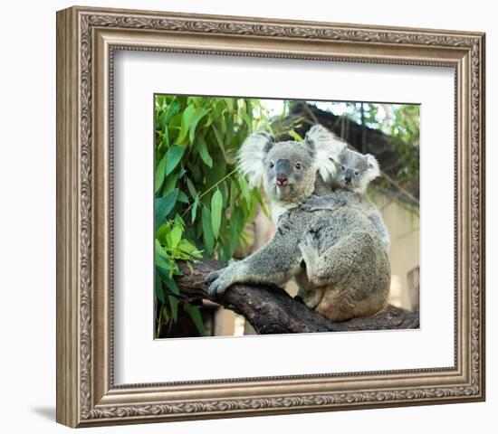 Koala Mom and Baby on a Branch-null-Framed Premium Giclee Print