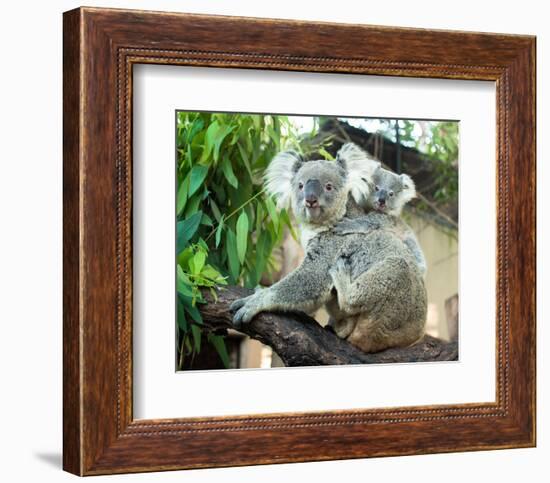 Koala Mom and Baby on a Branch-null-Framed Premium Giclee Print