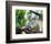 Koala Mom and Baby on a Branch-null-Framed Premium Giclee Print