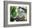 Koala Mom and Baby on a Branch-null-Framed Premium Giclee Print