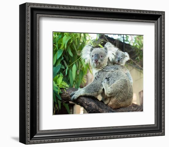 Koala Mom and Baby on a Branch-null-Framed Premium Giclee Print