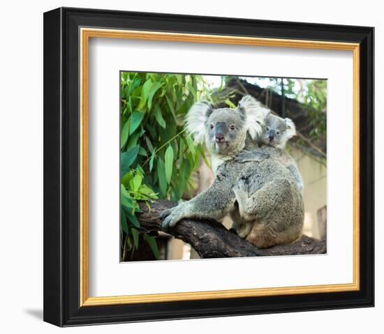 Koala Mom and Baby on a Branch-null-Framed Premium Giclee Print