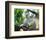 Koala Mom and Baby on a Branch-null-Framed Premium Giclee Print