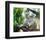 Koala Mom and Baby on a Branch-null-Framed Premium Giclee Print