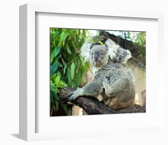 Koala Mom and Baby on a Branch-null-Framed Premium Giclee Print