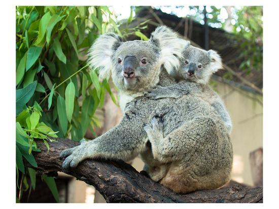 Koala Mom And Baby On A Branch Art Print Art Com Koala Mom And Baby On A Branch Art Print Art Com