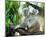 Koala Mom and Baby on a Branch-null-Mounted Art Print