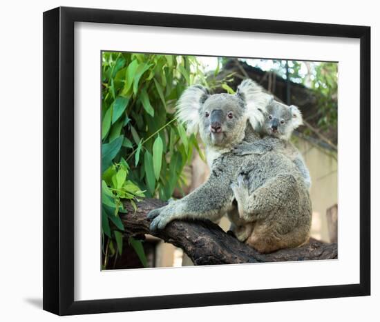 Koala Mom and Baby on a Branch-null-Framed Art Print