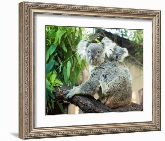 Koala Mom and Baby on a Branch-null-Framed Art Print