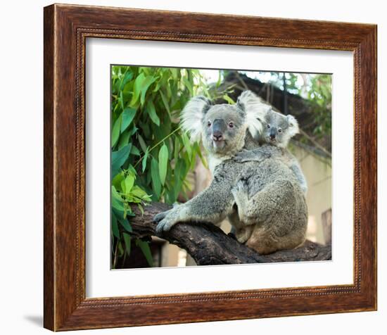 Koala Mom and Baby on a Branch-null-Framed Art Print