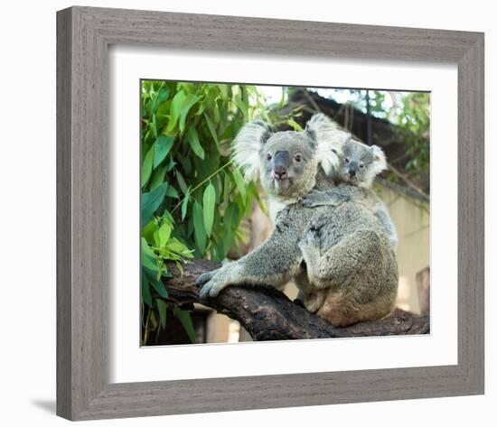 Koala Mom and Baby on a Branch-null-Framed Art Print