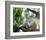 Koala Mom and Baby on a Branch-null-Framed Art Print