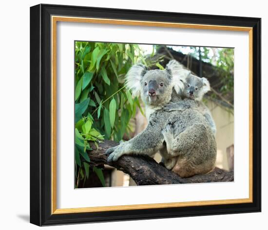 Koala Mom and Baby on a Branch-null-Framed Art Print