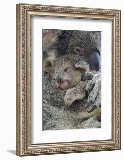 Koala mother with joey, Queensland, Australia-Suzi Eszterhas-Framed Photographic Print