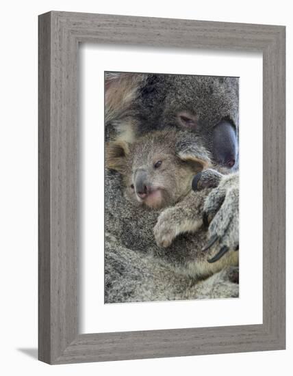 Koala mother with joey, Queensland, Australia-Suzi Eszterhas-Framed Photographic Print