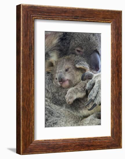 Koala mother with joey, Queensland, Australia-Suzi Eszterhas-Framed Photographic Print