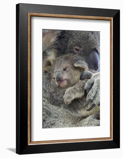 Koala mother with joey, Queensland, Australia-Suzi Eszterhas-Framed Photographic Print