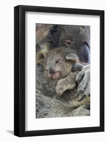 Koala mother with joey, Queensland, Australia-Suzi Eszterhas-Framed Photographic Print