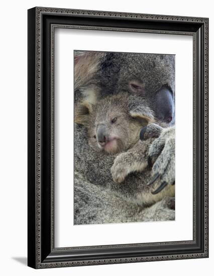 Koala mother with joey, Queensland, Australia-Suzi Eszterhas-Framed Photographic Print