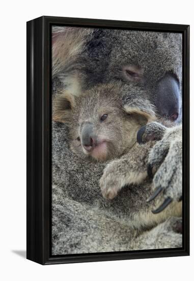 Koala mother with joey, Queensland, Australia-Suzi Eszterhas-Framed Premier Image Canvas