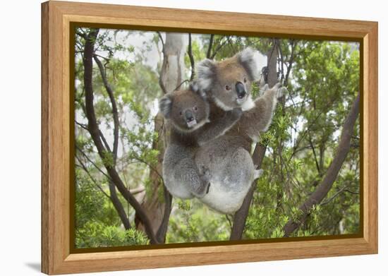 Koala Mother with Piggybacking Young Climbs Up-null-Framed Premier Image Canvas