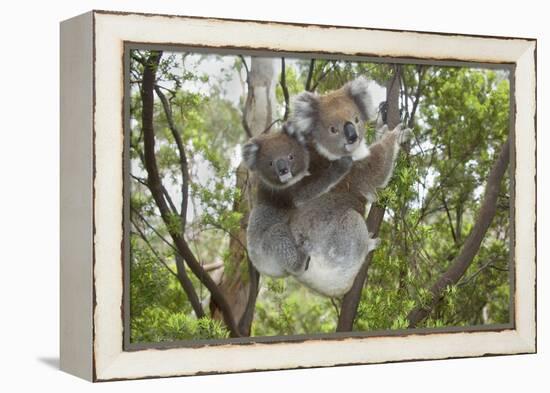 Koala Mother with Piggybacking Young Climbs Up-null-Framed Premier Image Canvas