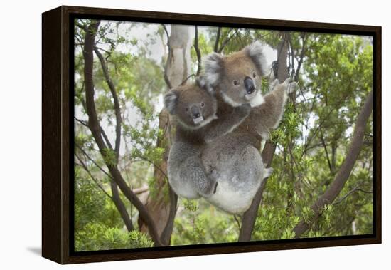Koala Mother with Piggybacking Young Climbs Up-null-Framed Premier Image Canvas