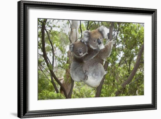 Koala Mother with Piggybacking Young Climbs Up--Framed Photographic Print