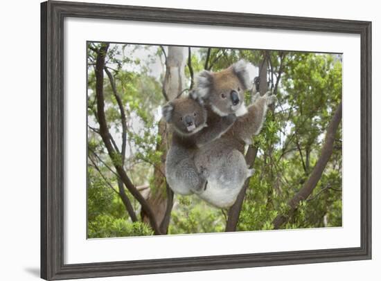 Koala Mother with Piggybacking Young Climbs Up-null-Framed Photographic Print