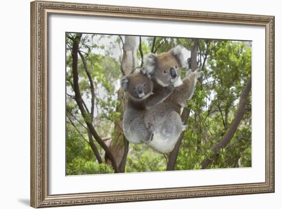 Koala Mother with Piggybacking Young Climbs Up--Framed Photographic Print