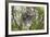Koala Mother with Piggybacking Young Climbs Up-null-Framed Photographic Print