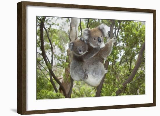 Koala Mother with Piggybacking Young Climbs Up-null-Framed Photographic Print